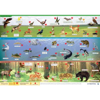   Magyarország vadon élő állatai / Magyarország állatvilága asztali alátét A3 duo