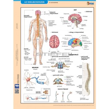 Az idegrendszer fixi tanulói munkalap