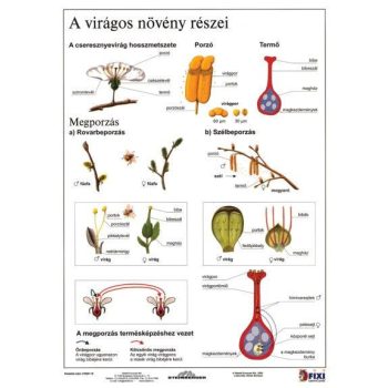 A virágos növény részei + munkaoldal tanulói munkalap