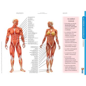 Az emberi vázizomzat duo fixi tanulói munkalap