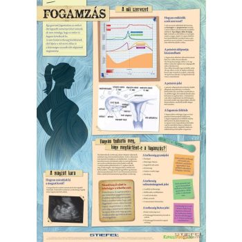 Fogamzás - fali oktatótabló
