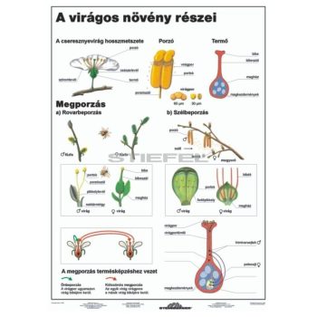 A virágos növény részei DUO
