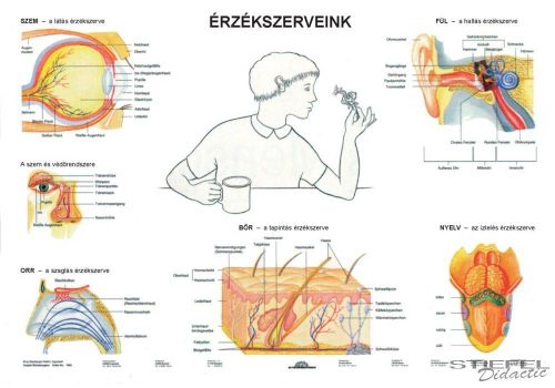 Érzékszerveink DUO