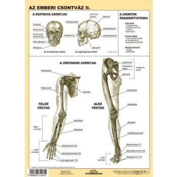 Az emberi csontváz II. DUO