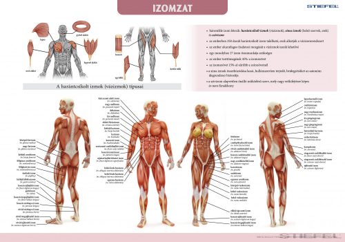 Az emberi izomzat tabló