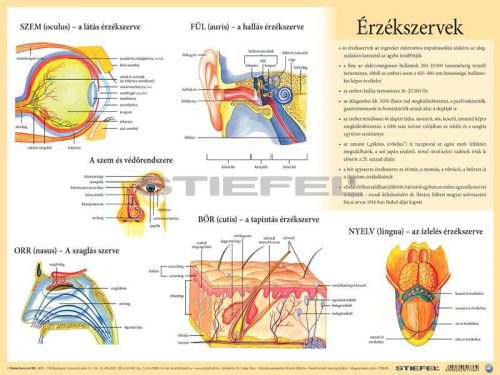 Érzékszervek