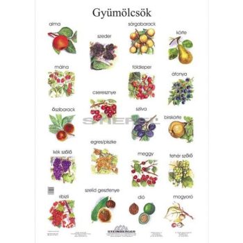 Gyümölcsök tabló poszter