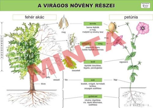 A virágos növény részei
