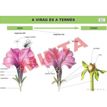 A virág és termés