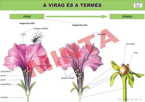 A virág és termés