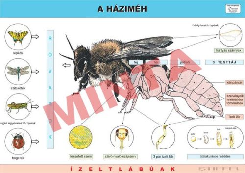 A háziméh
