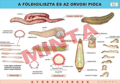 A Földigiliszta és az Orvosi pióca