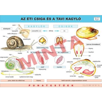 A Tavi kagyló és az Éti csiga