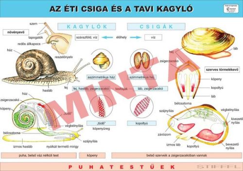 A Tavi kagyló és az Éti csiga