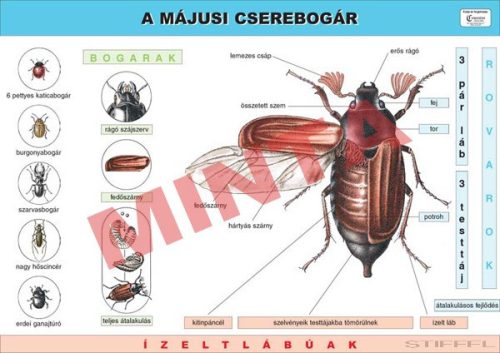 Májusi cserebogár