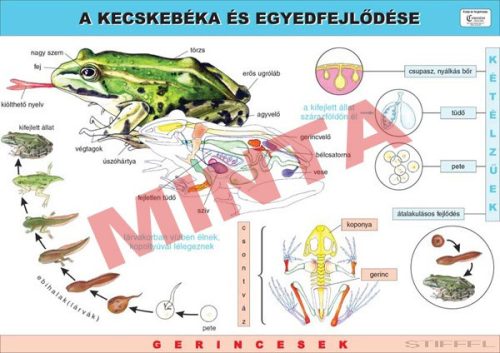 A kecskebéka és egyedfejlődése