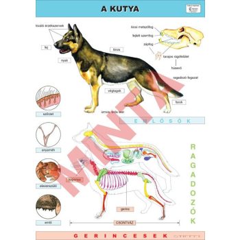 A kutya oktatótabló