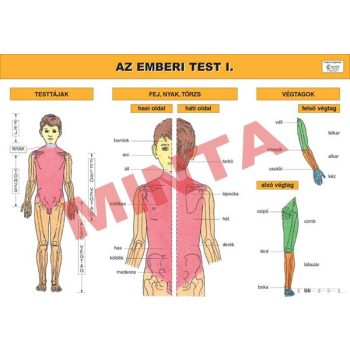 Az emberi test I.