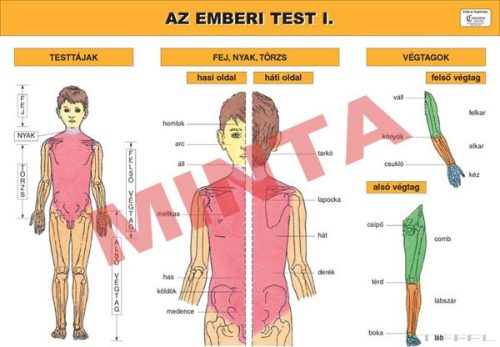 Az emberi test I.