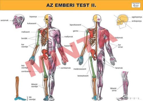 Az emberi test II.