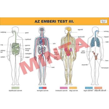 Az emberi test III.