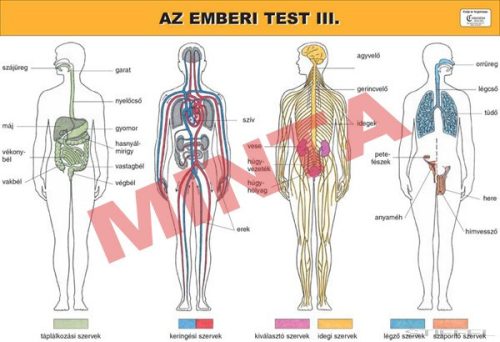 Az emberi test III.