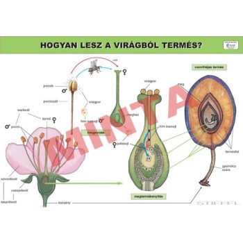 Hogyan lesz a virágból termés?