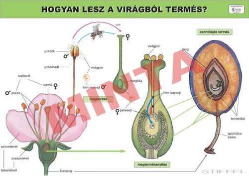 Hogyan lesz a virágból termés?