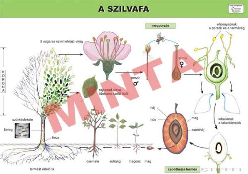 A szilvafa