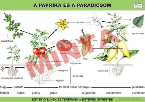 A paprika és a paradicsom