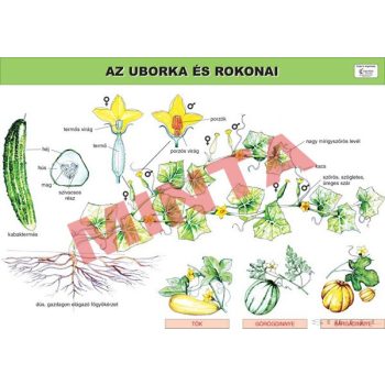 Az uborka és rokonai