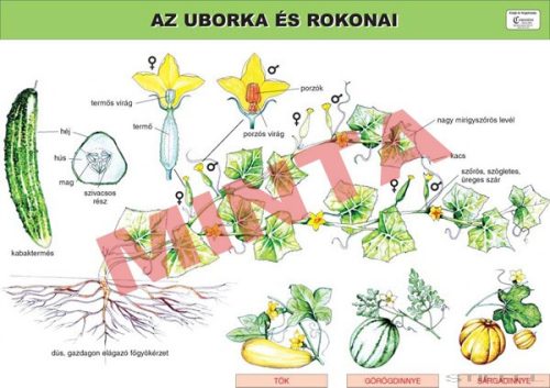 Az uborka és rokonai