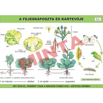 A fejeskáposzta és kártevője