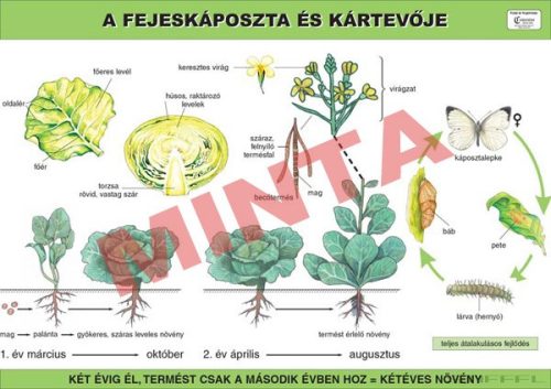 A fejeskáposzta és kártevője