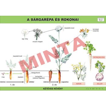 A sárgarépa és a petrezselyem