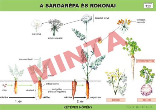 A sárgarépa és a petrezselyem