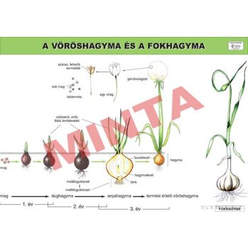 A vöröshagyma és a fokhagyma