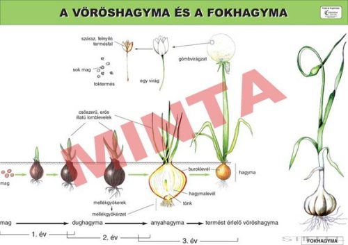 A vöröshagyma és a fokhagyma