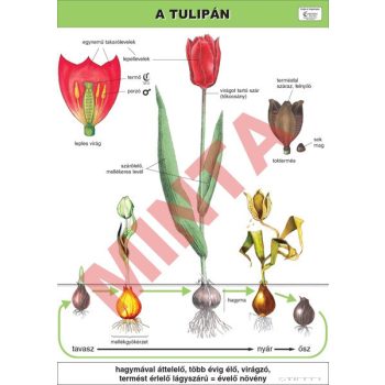A tulipán