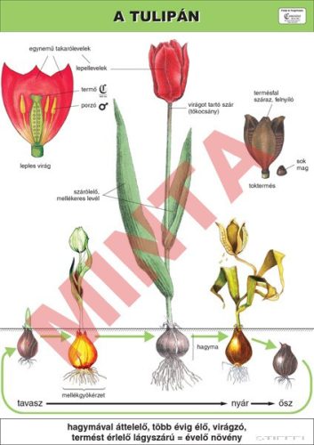 A tulipán
