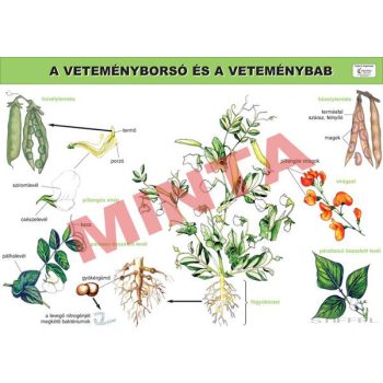 A veteményborsó és a veteménybab