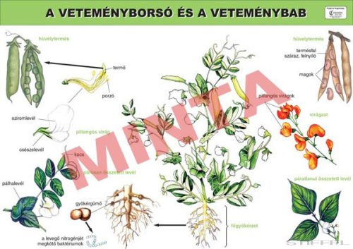 A veteményborsó és a veteménybab