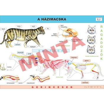 A házimacska oktatótabló