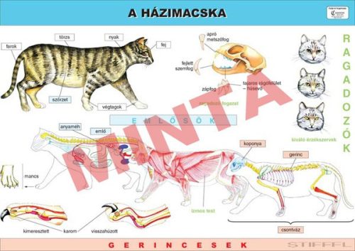 A házimacska