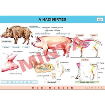 A házisertés oktatótabló