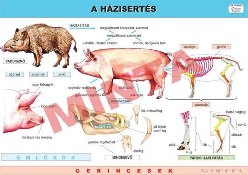 A házisertés