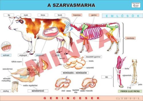 A szarvasmarha
