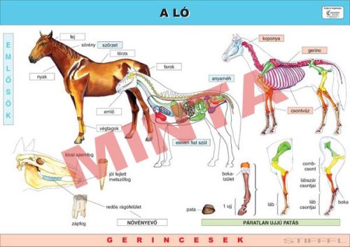 A ló
