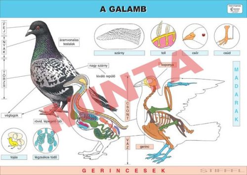 A galamb
