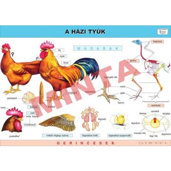 A házi tyúk